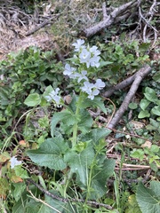 Lunaria annua