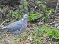 Columba palumbus