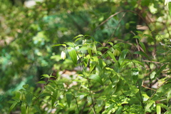 Disporum sessile