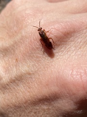 Macroxyela ferruginea