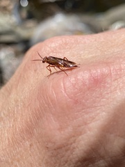 Macroxyela ferruginea