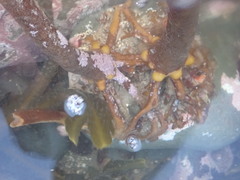 Laminaria hyperborea