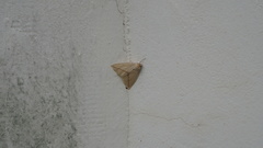 Descoreba simplex