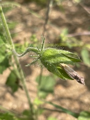 Hibiscus physaloides