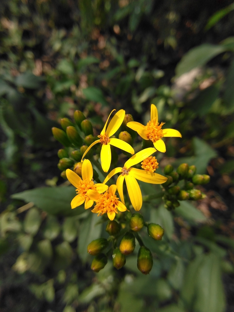 Villasenoria orcuttii