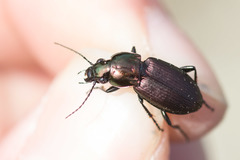 Poecilus lepidus
