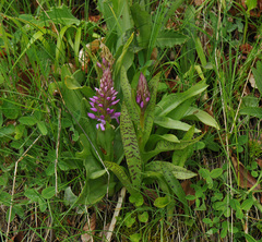 Dactylorhiza baumanniana