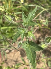 Hibiscus physaloides
