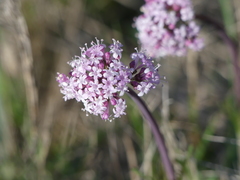 Valeriana tuberosa