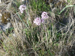 Valeriana tuberosa