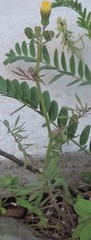 Sonchus tenerrimus