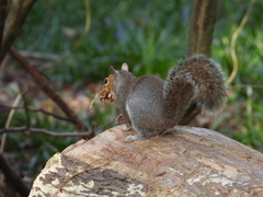 Sciurus carolinensis