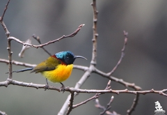 Aethopyga nipalensis