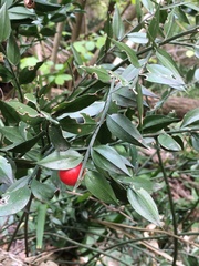 Ruscus aculeatus