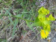 Euphorbia serrata