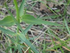 Euphorbia serrata