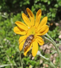 Acmaeodera hepburnii