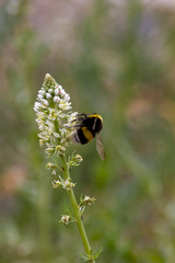 Bombus terrestris dalmatinus