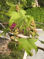 Liquidambar
