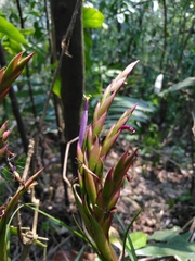 Tillandsia polystachia