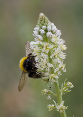 Bombus terrestris dalmatinus