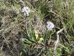 Valeriana tuberosa