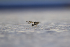 Myennis octopunctata