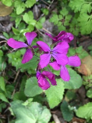 Lunaria annua