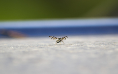 Myennis octopunctata