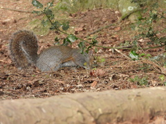 Sciurus carolinensis