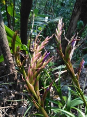 Tillandsia polystachia