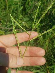 Paspalum scrobiculatum