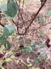 Hypericum crux-andreae