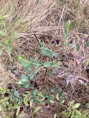 Hypericum crux-andreae