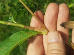 Persicaria madagascariensis