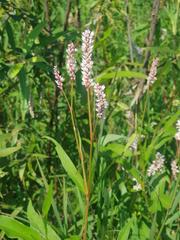 Persicaria madagascariensis