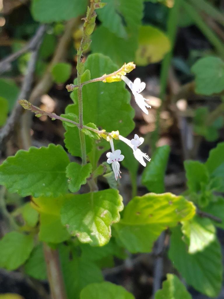 Wavyleaf Rocksage