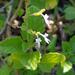 Aeollanthus rehmannii - Photo (c) Rob Palmer, algunos derechos reservados (CC BY-NC-SA), subido por Rob Palmer