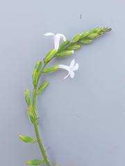 Priva flabelliformis