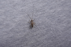 Ephippiger diurnus diurnus