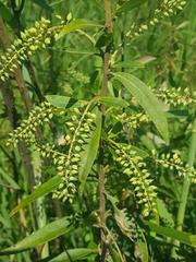 Salix mucronata woodii