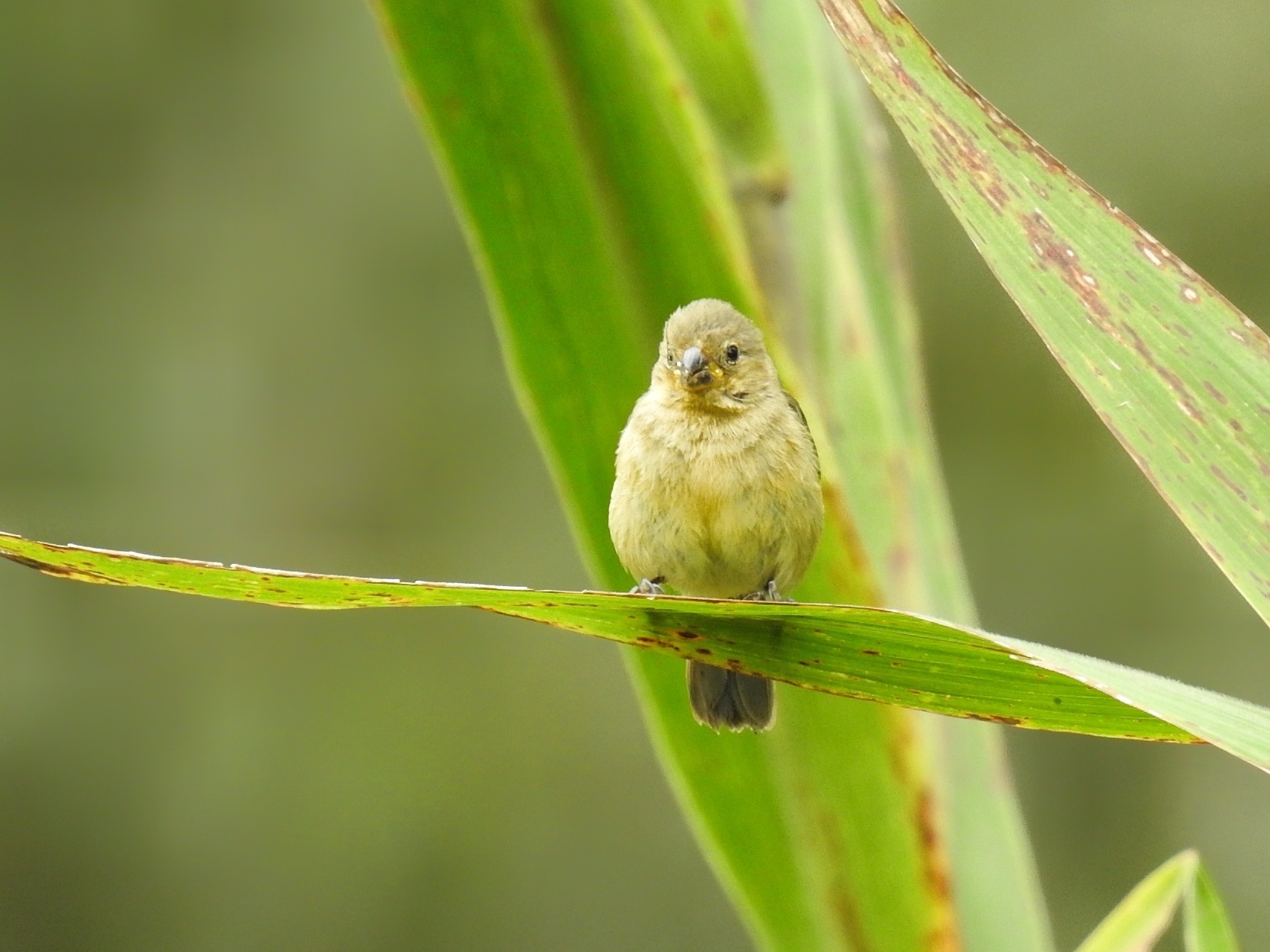 Chestnut-bellied Seedeater (Sporophila castaneiventris)