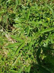 Searsia transvaalensis