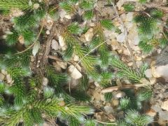 Selaginella dregei
