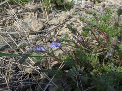 Veronica taurica