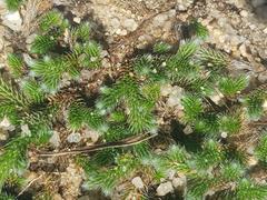 Selaginella dregei