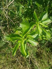 Senecio pleistocephalus