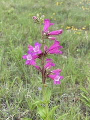 Penstemon triflorus