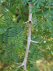 Vachellia natalitia