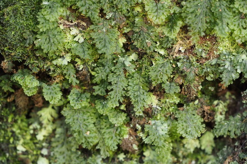 Image of Hymenophyllum barbatum by (c) harum.koh, some rights reserved (CC BY-SA)